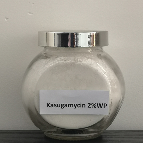 Kasugamycin; kasugamycin hydrochloride; CAS NO 6980-18-3; An aminoglycoside antibiotic against bacteria and some fungi